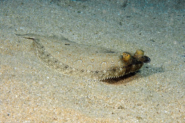 Wide-eyed flounder (Bothus podas) lying on sandy seabed