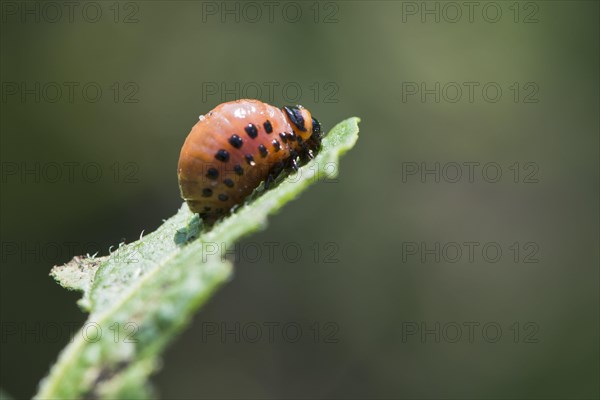 Larva of the Colorado potato beetle (Leptinotarsa decemlineata)