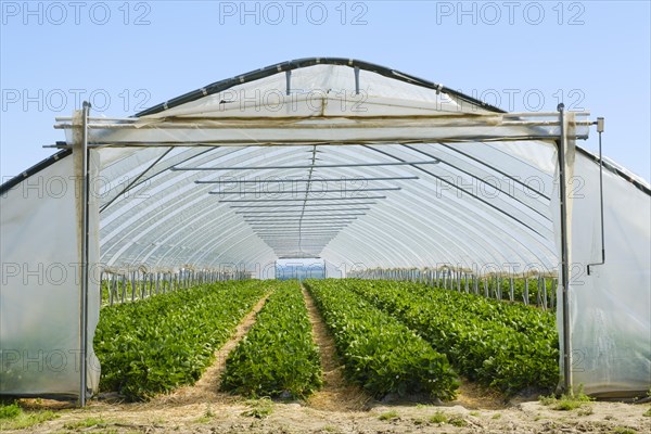 Strawberry field under a foil tunnel