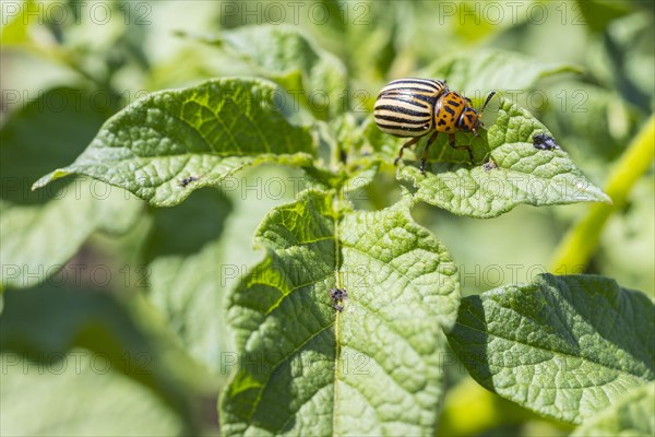 Colorado potato beetle (Leptinotarsa decemlineata) on the leaf of a potato (Solanum tuberosum)