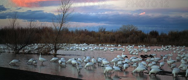 Snow geese at roost at sunset