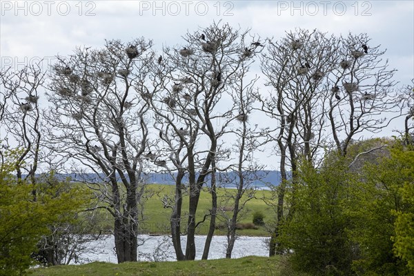 Cormorant breeding colony