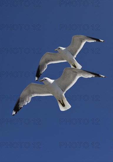 Two Gulls (Larus canus) flying synchronously with a recognisable hand-wing pattern