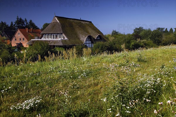 Thatched house behind the Elbe dike
