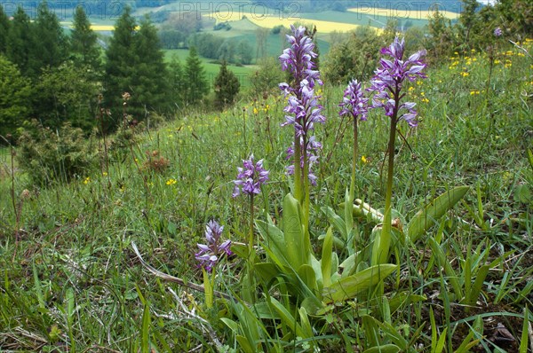 Military orchid (Orchis militaris) inflorescence