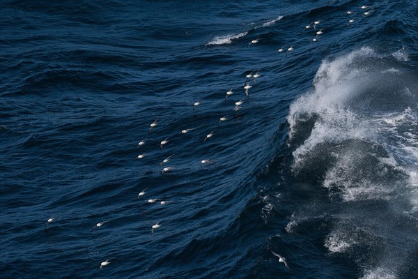 Northern fulmars (Fulmarus glacialis) in flight