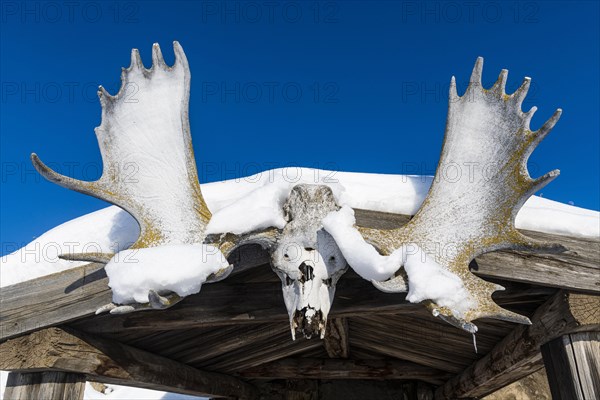 Reindeer antler