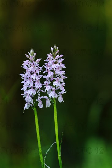 Moorland spotted orchid (Dactylorhiza maculata)