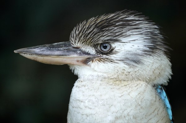 Blue-winged Kookaburra (Dacelo leachii) Blue-winged Kookaburra