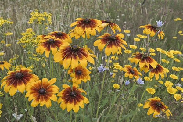 Flower meadow with black-eyed Susan (Rudbeckia hirta)