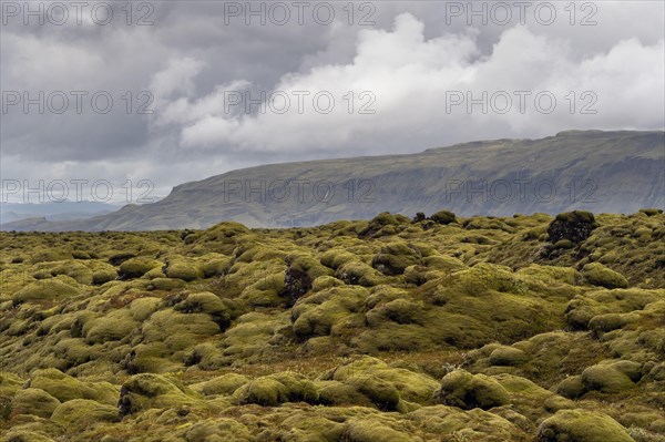 Lava overgrown by Elongated Rock Moss (Racomitrium elongatum)