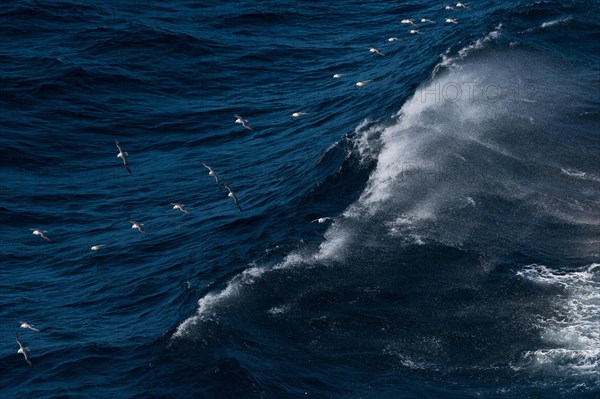 Northern fulmar (Fulmarus glacialis) in flight