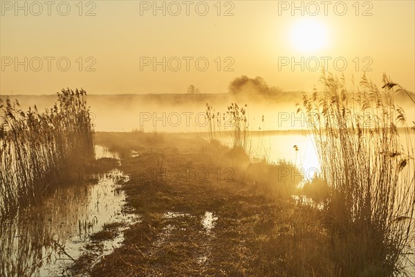 Common reed (Phragmites australis) at sunrise bedide a trail