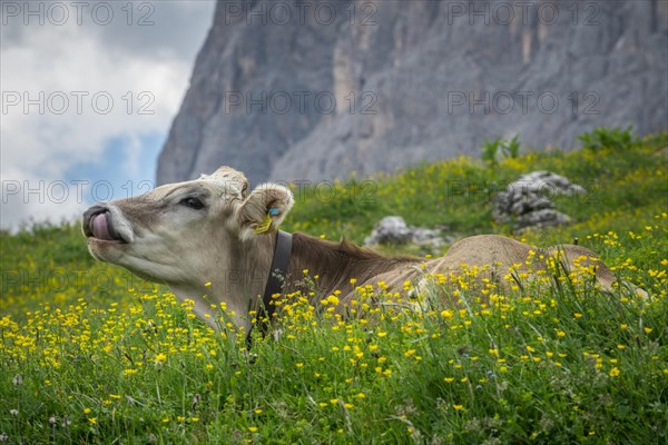 Tyrolean grey cattle on a pasture