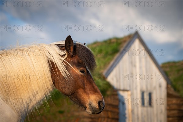 Icelandic horse (Equus islandicus) in evening light in front of horse stable in original peat construction