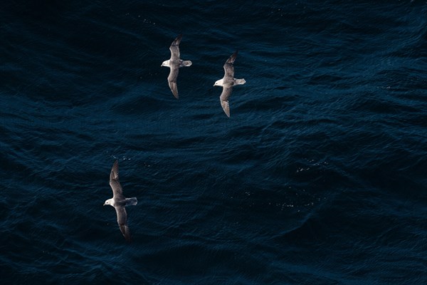 Northern fulmars (Fulmarus glacialis) in flight