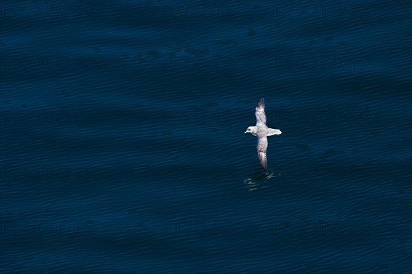 Northern fulmar (Fulmarus glacialis) in flight