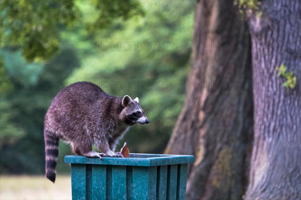 Raccoon (Procyon lotor) on litter bin in park