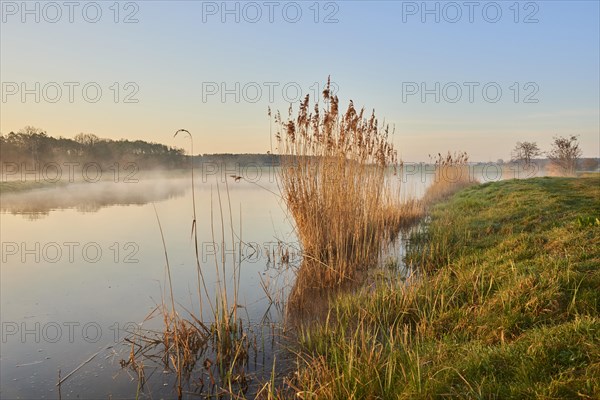 Common reed (Phragmites australis) at sunrise