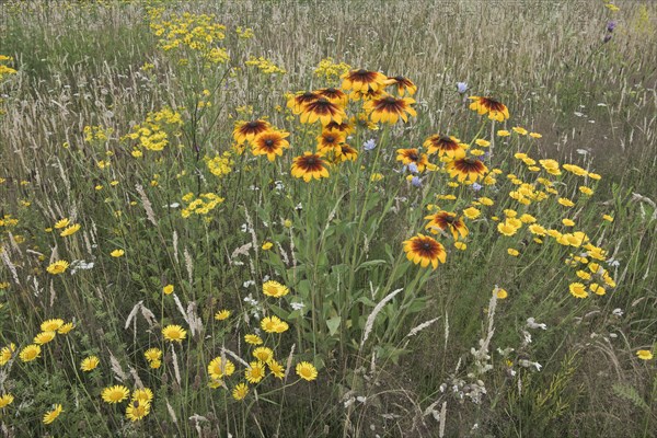 Flower meadow with black-eyed Susan (Rudbeckia hirta)