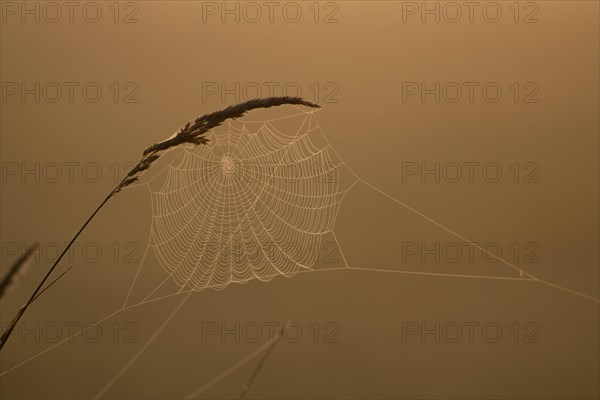 Grasses and spider web in early morning fog