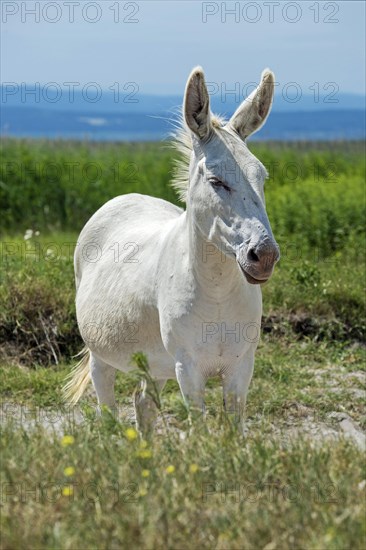 Austro-Hungarian white donkey