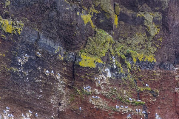 Red coloured Krisuvikuberg cliffs