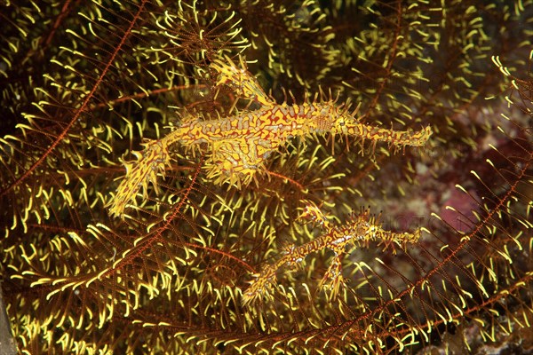 Pair of ornate ghost pipefish