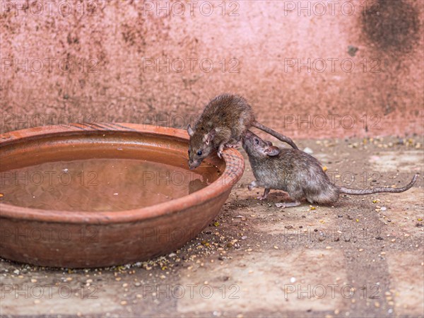 Sacred Rats