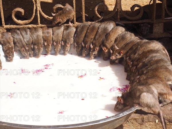 Sacred Rats