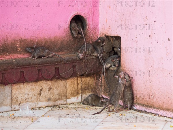 Sacred Rats