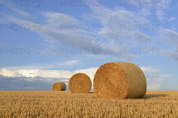 Grain field