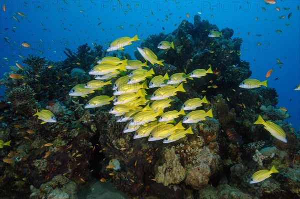 School of fish Bluestripe snapper