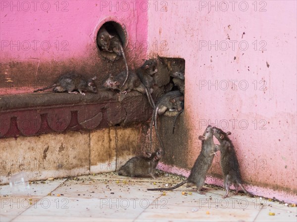 Sacred Rats