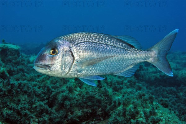 Common Red porgy