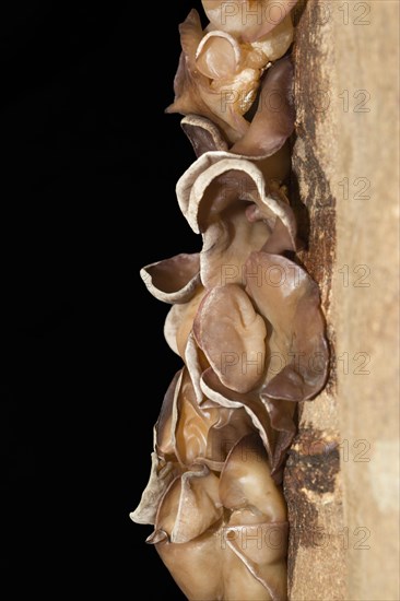 Auricularia auricula-judae