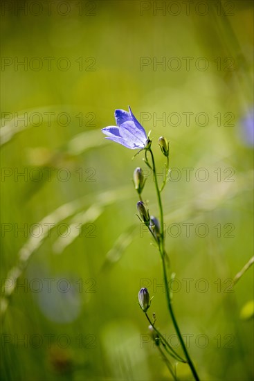 Harebell