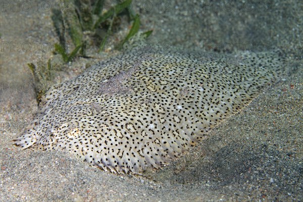 Finless sole (Pardachirus marmoratus) lies in the Sand Gund