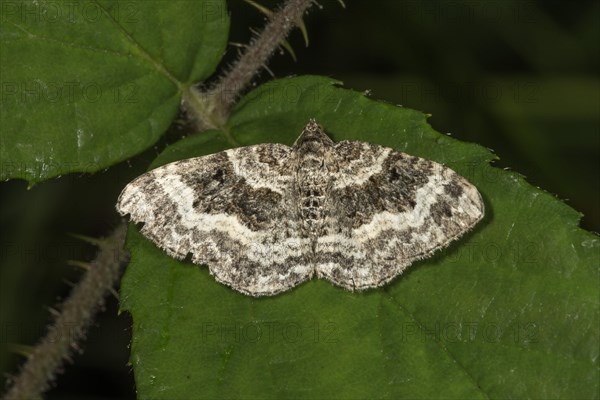 Common carpet (Epirrhoe alternata) on a leaf