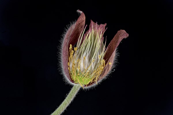 Pasque flower (Pulsatilla vulgaris)