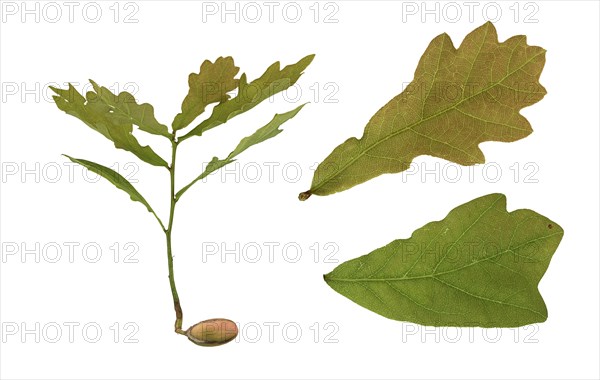 English oak (Quercus robur)