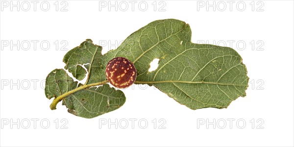 Striped oak gall wasp (Cynips longiventris)