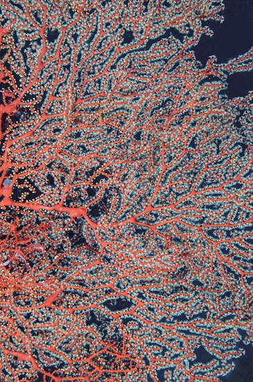 Polyps and coral branches of red Sea fan (Gorgonacea)