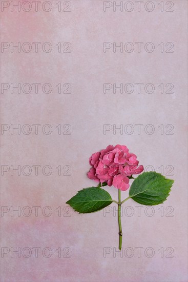 Flower of a Bigleaf Hydrangea (Hydrangea macrophylla)