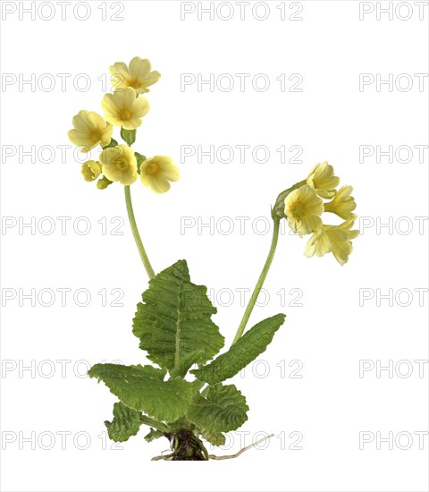 True oxlip (Primula elatior)