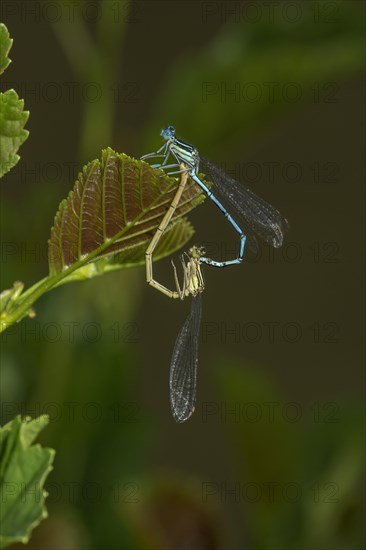 White legged damselfly (Platycnemis pennipes) mating wheel on a leaf