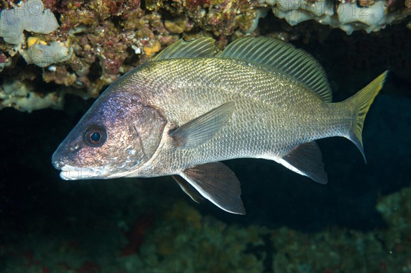 Brown meagre (Sciaena umbra) hiding in cave