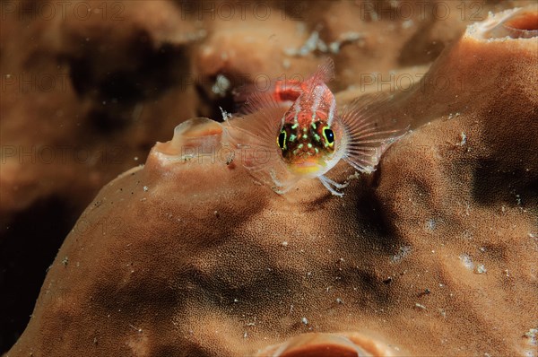 Neon pygmy goby (Eviota pellucida) lying on Sponge (Porifera)