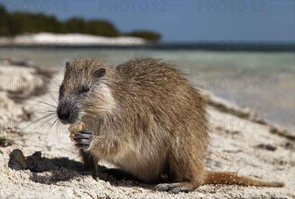 Desmarest's hutia (Capromys pilorides)