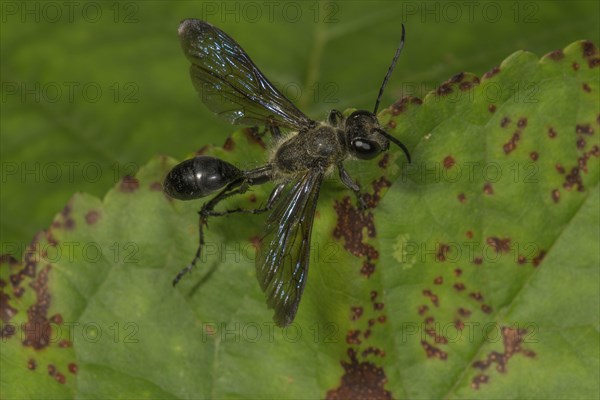 Grass carrying wasp (Isodontia mexicana) on a leaf